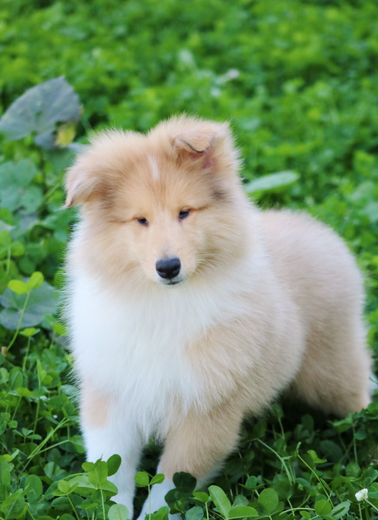 粗毛柯利犬、长毛牧羊犬、柯利犬、柯利牧羊犬